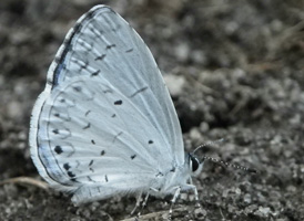 Summer Azure
